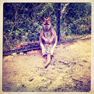iphone/image-20110518180954.png